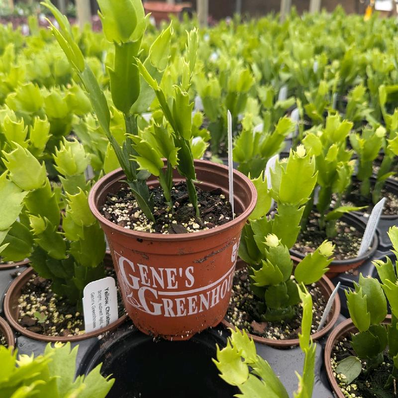 Christmas Cactus Schlumbergera 4 in Plastic Container Plant