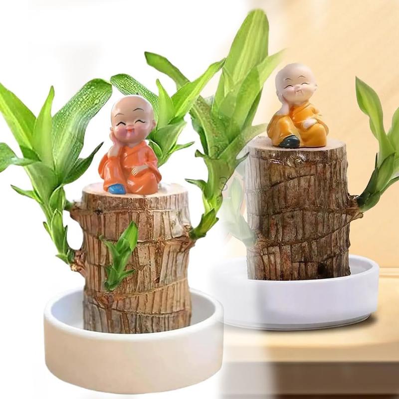 New Brazilian Wood Decor with Tray, Mini Brazilian Wood Money pots hydroponic Potted, Low Light Brazilian Lucky Wood Purify Indoor Air for Home Office Desktop Decoration