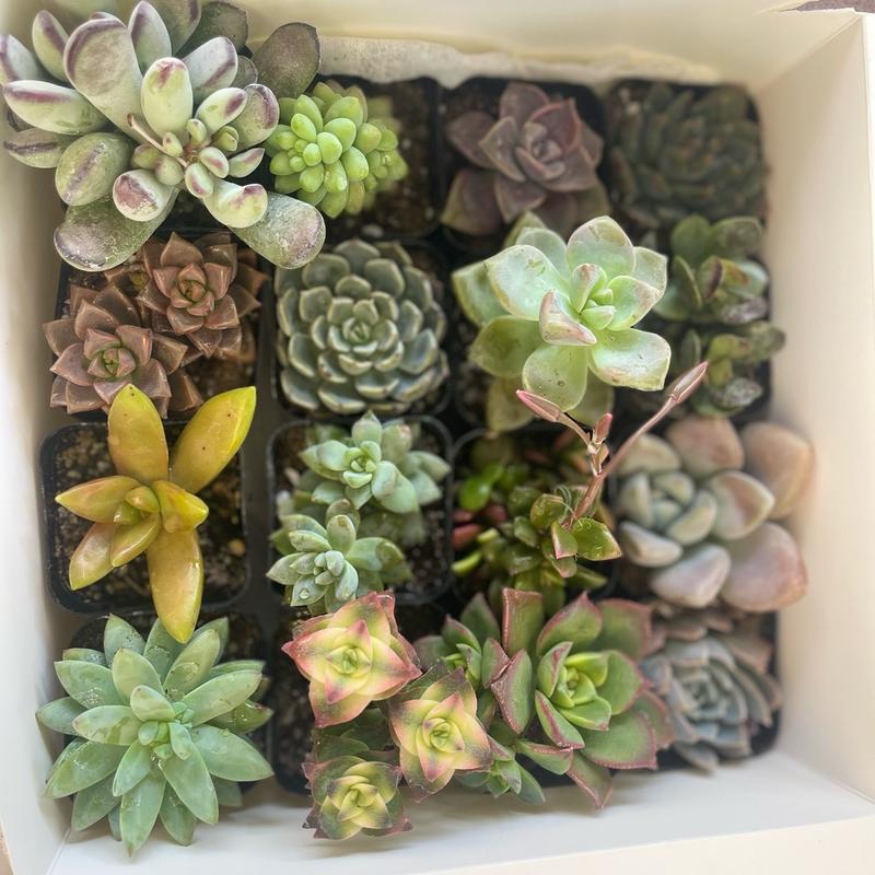 16 Pack Variety 2”Potted Succulents for Home Decor