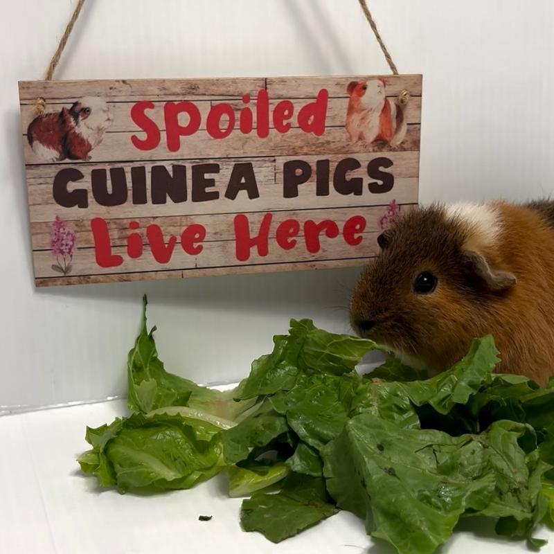 Sign Spoiled Guinea Pigs