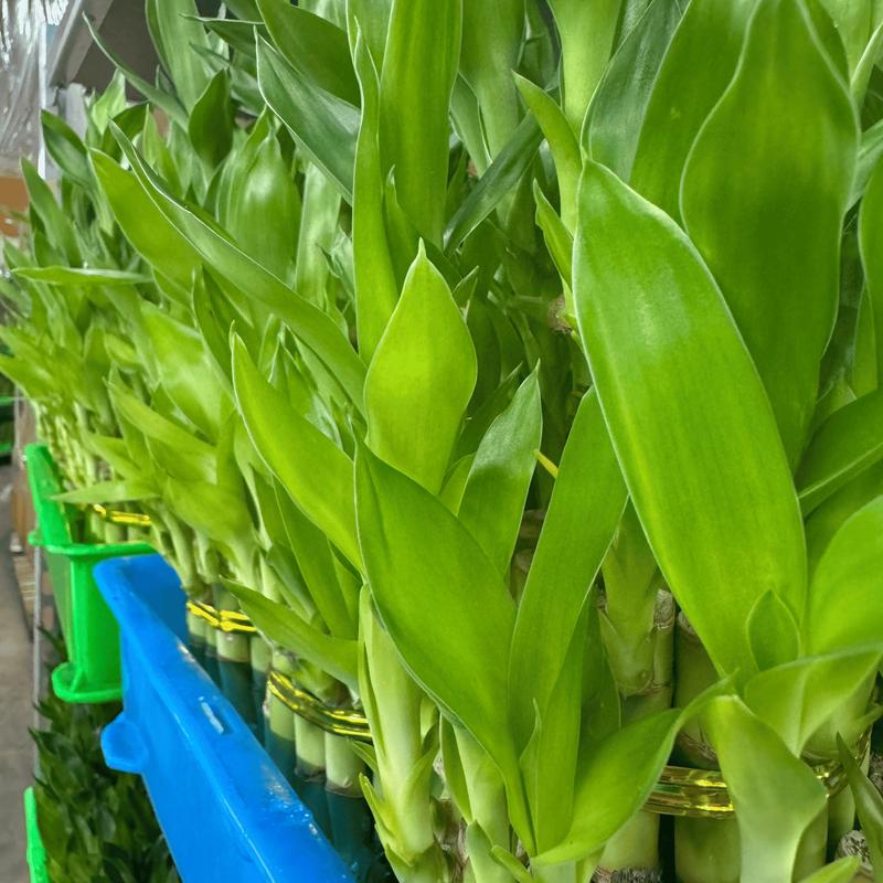 Lucky Bamboo Multi-Tiered Bunch – 12 to 18 Stalks of Dracaena Sanderiana, Ideal for Indoor Feng Shui and Stylish Greenery