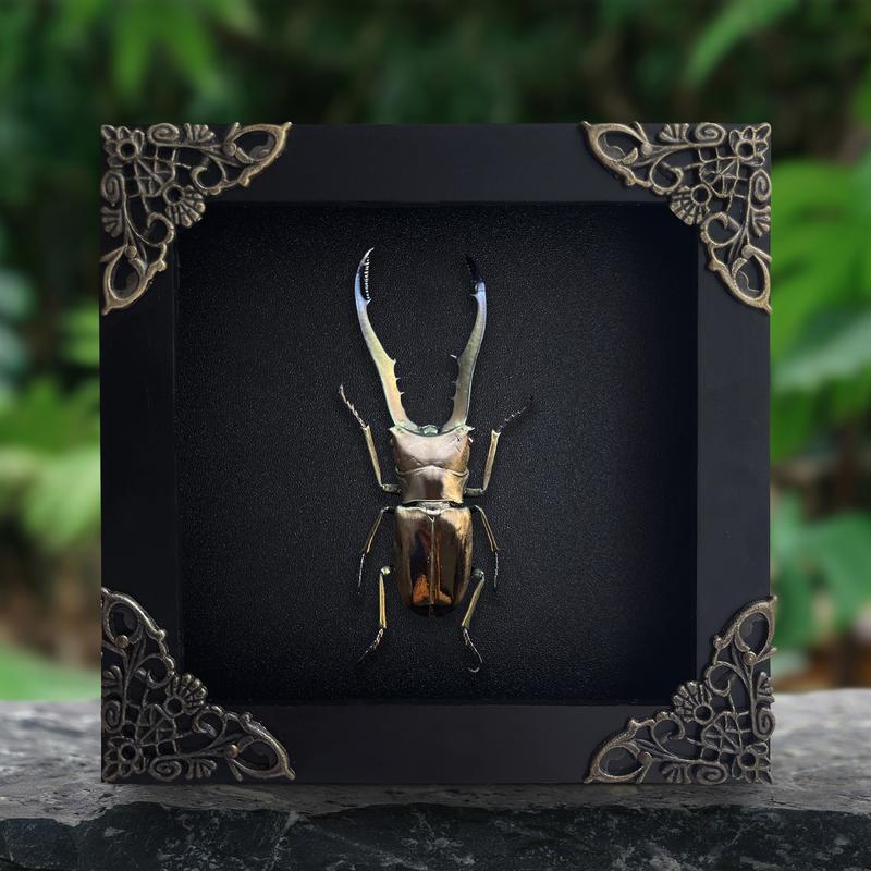 Framed Stag Beetle Insect Dried Bug Specimen Oddity Collection Wall Hanging Home Decor Gift Gothic Box Wood