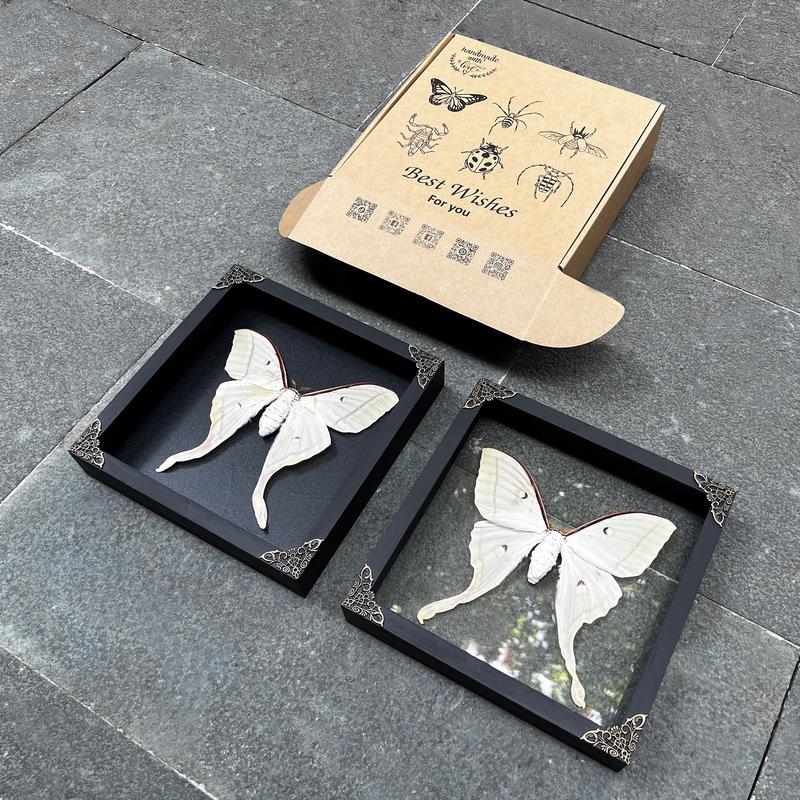 Framed Luna Moth Actias Butterfly Unique Entomology Oddities Wall Hanging Decoration Gallery Home Decor Box Gift Artistic art home art home