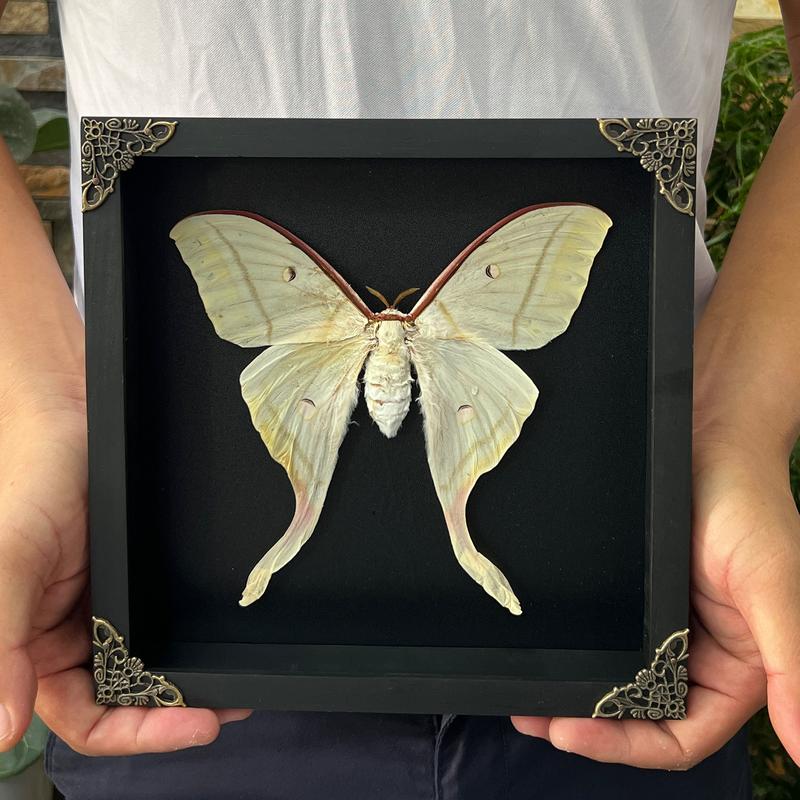 Framed Luna Moth Actias Butterfly Unique Entomology Oddities Wall Hanging Decoration Gallery Home Decor Box Gift Artistic art home art home