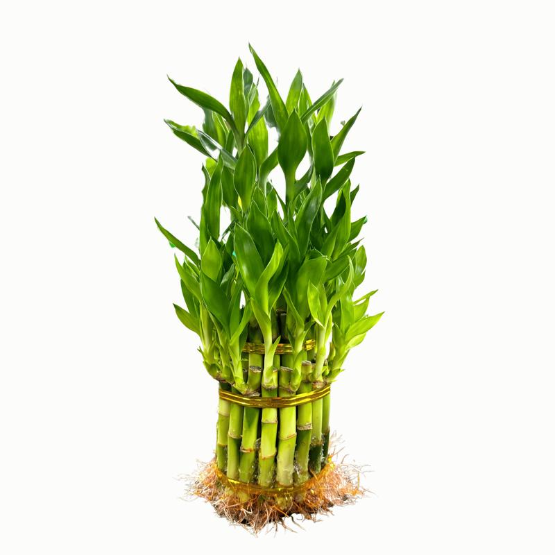 Lucky Bamboo Multi-Tiered Bunch – 12 to 18 Stalks of Dracaena Sanderiana, Ideal for Indoor Feng Shui and Stylish Greenery