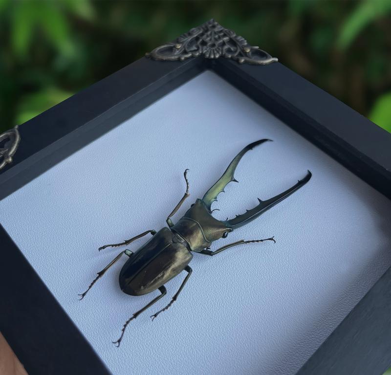 Framed Stag Beetle Insect Dried Bug Specimen Oddity Collection Wall Hanging Home Decor Gift Gothic Box Wood