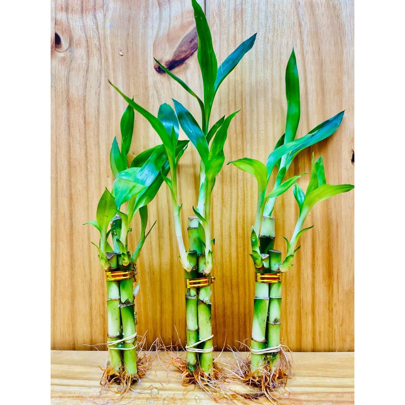 Lucky Bamboo Arrangements 3 Stem 4”4”6”