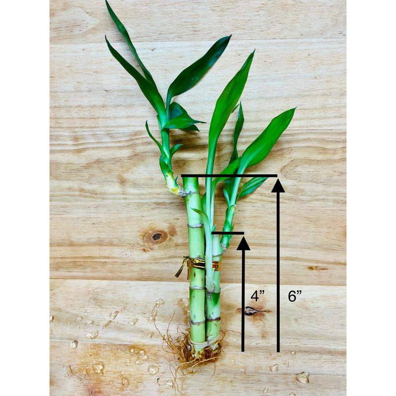 Lucky Bamboo Arrangements 3 Stem 4”4”6”