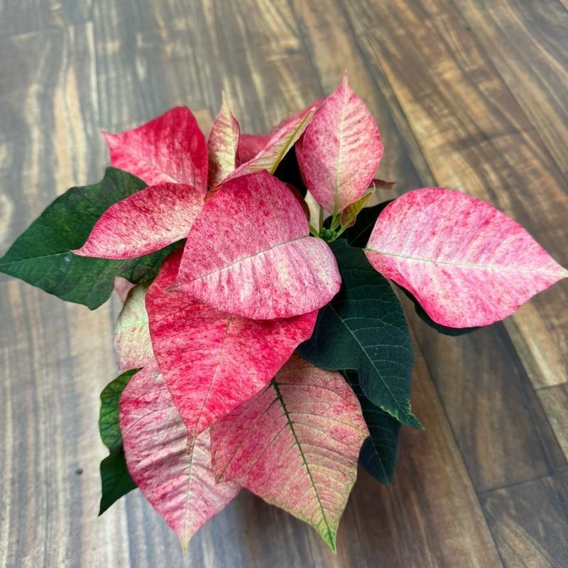 Poinsettias 4