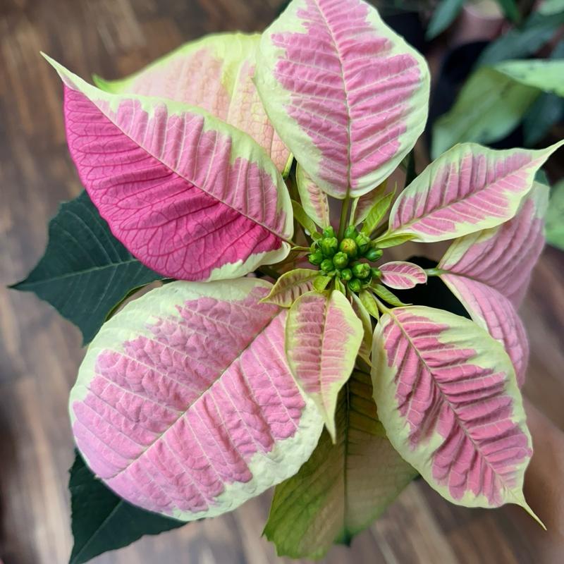 Poinsettias 4